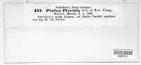 Fuscolachnum pteridis image